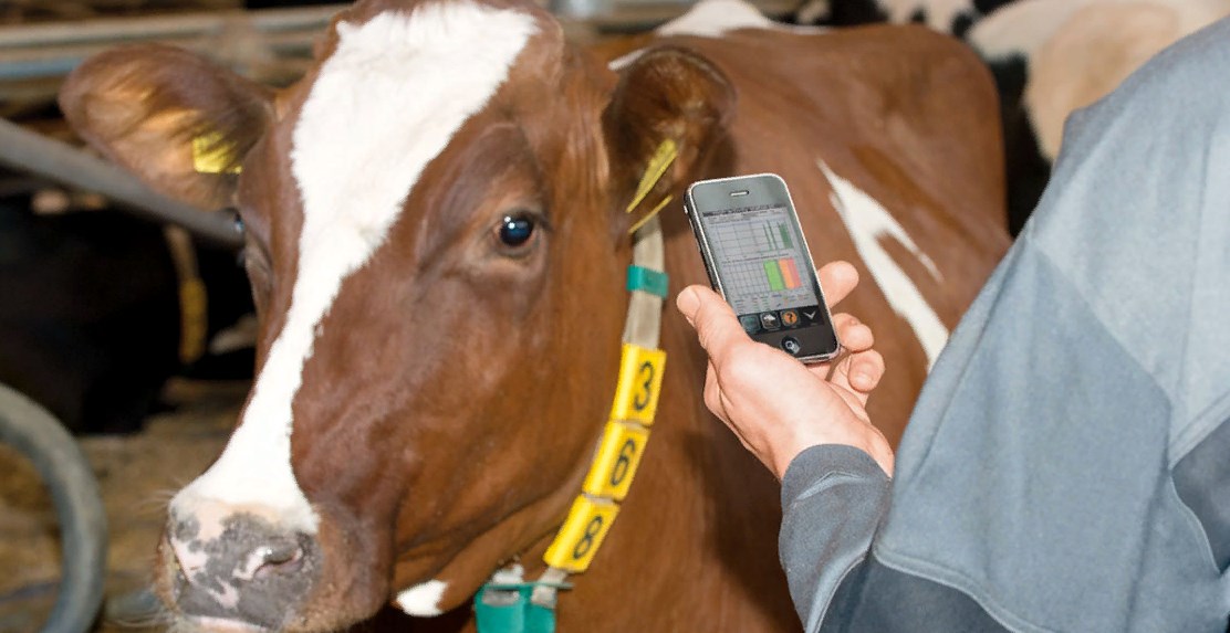 чипирование животных